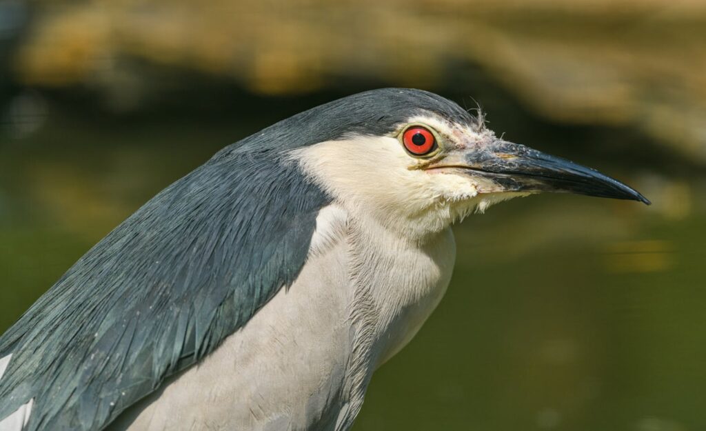 Detailed portrait shot of a black-crowned night heron with striking red eyes in natural habitat.
