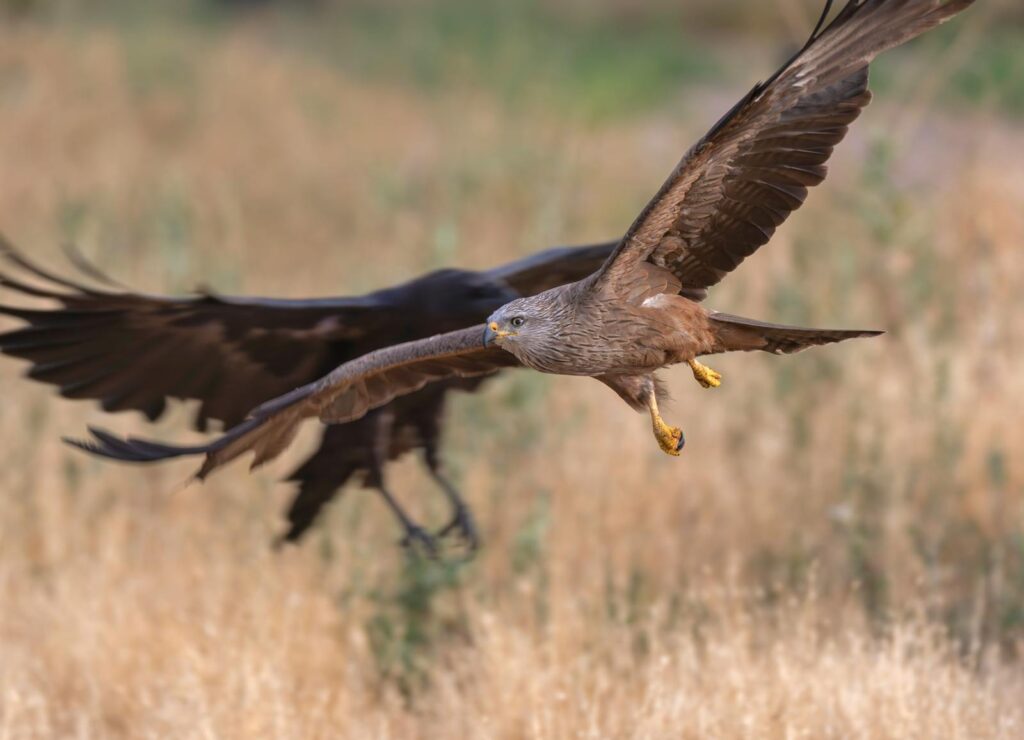 A Black Kite with outstretched wings flies forward, another bird blurred behind.