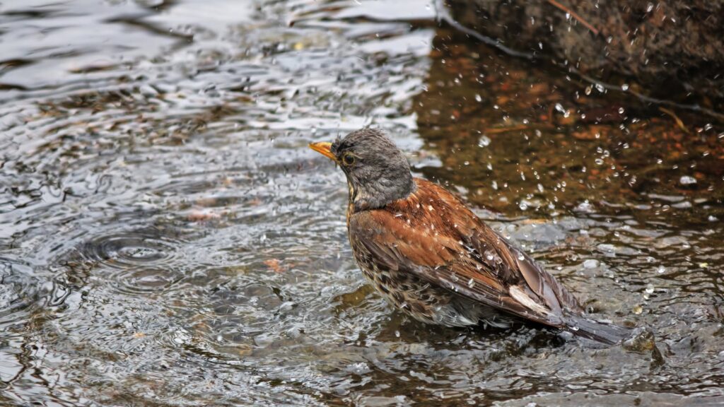 A bird enjoying a bath in a natural water setting.