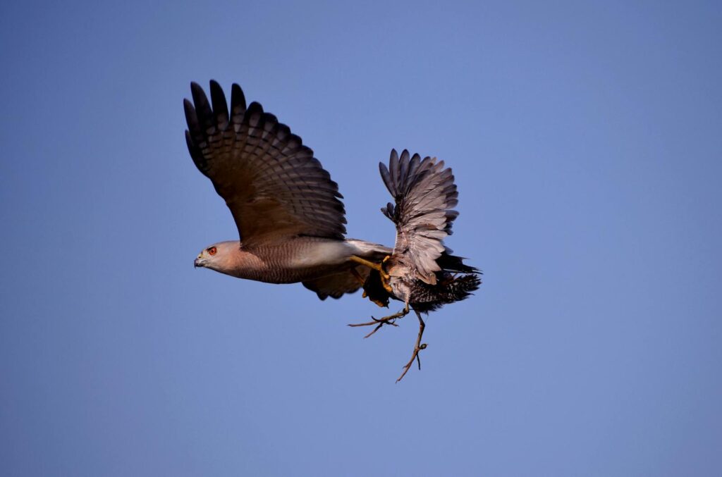 A Shikra in flight has captured a smaller bird in its talons against a clear sky.