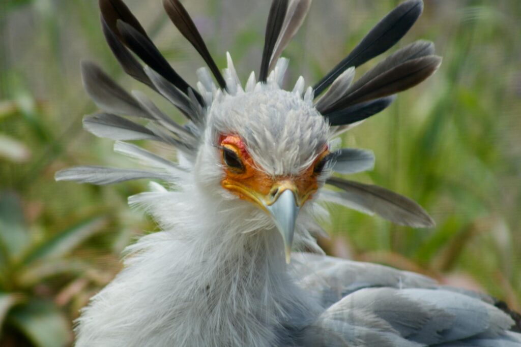 A Secretary Bird with distinctive feathers, showcasing beauty of wildlife.