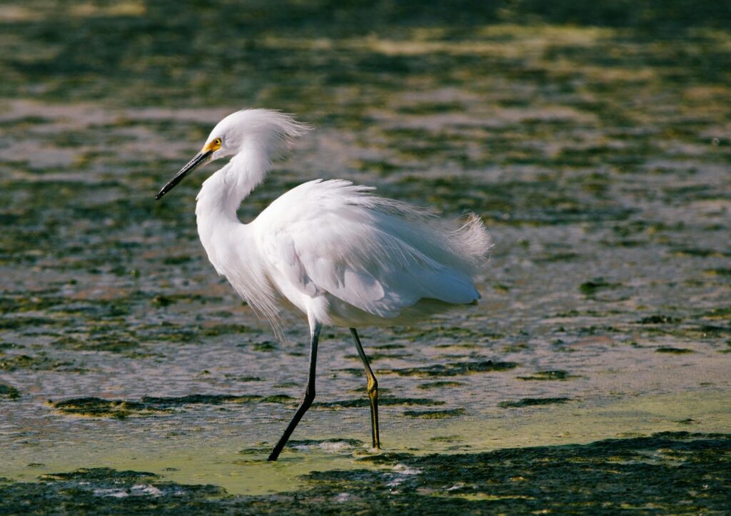 Elegant great egret striding through shallow wetland, showcasing wildlife beauty.