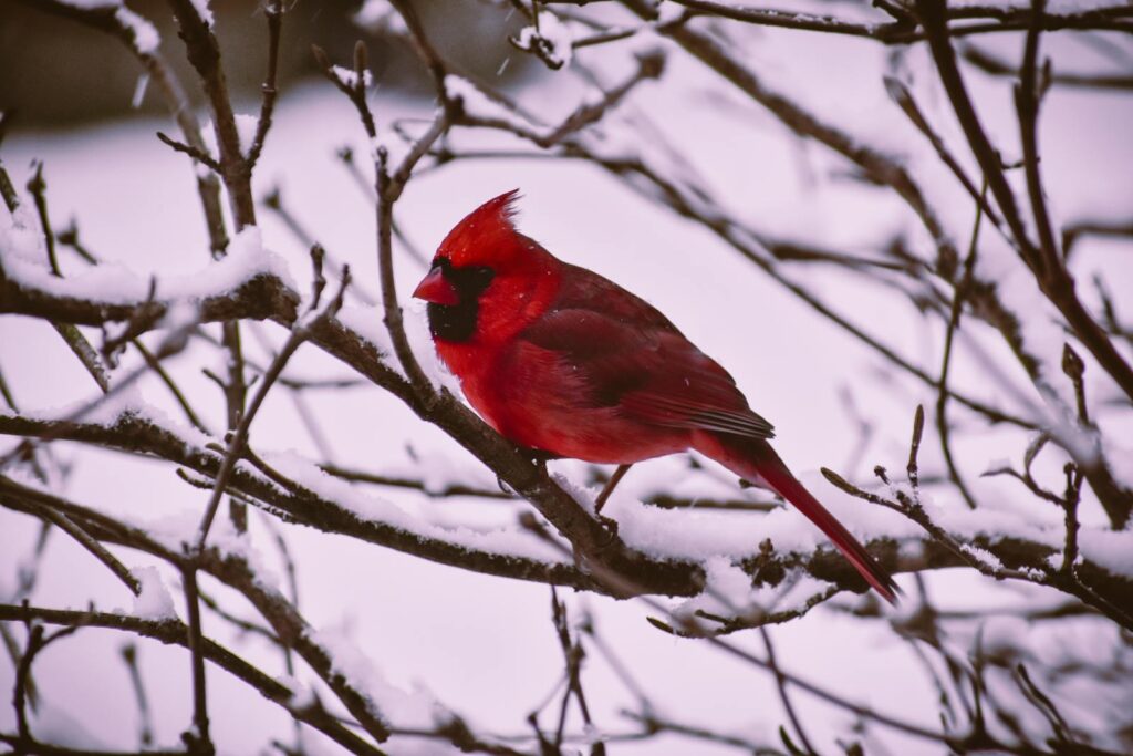 A vibrant Northern Cardinal perched on snowy branches in a winter landscape.