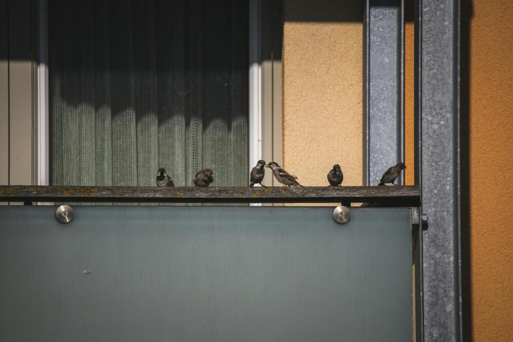 Image of sparrows perched on a glass balcony railing in a residential area.