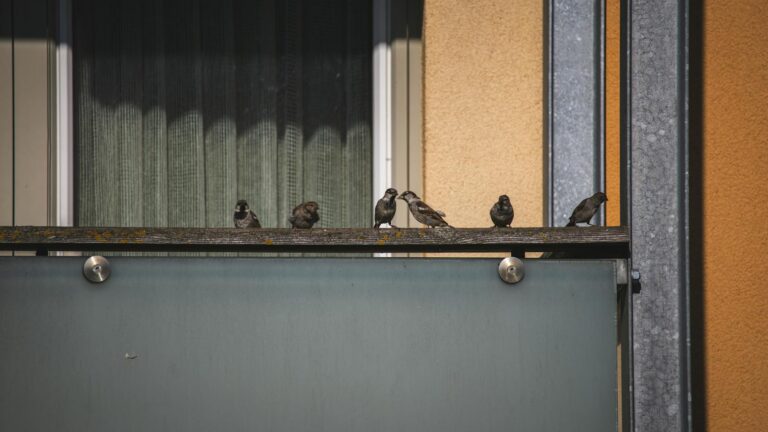 Image of sparrows perched on a glass balcony railing in a residential area.