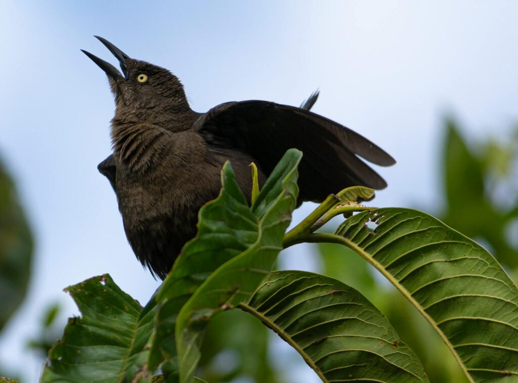 Close-up of a Nicaraguan Grackle perched on a large leaf, showcasing its vibrant plumage.
