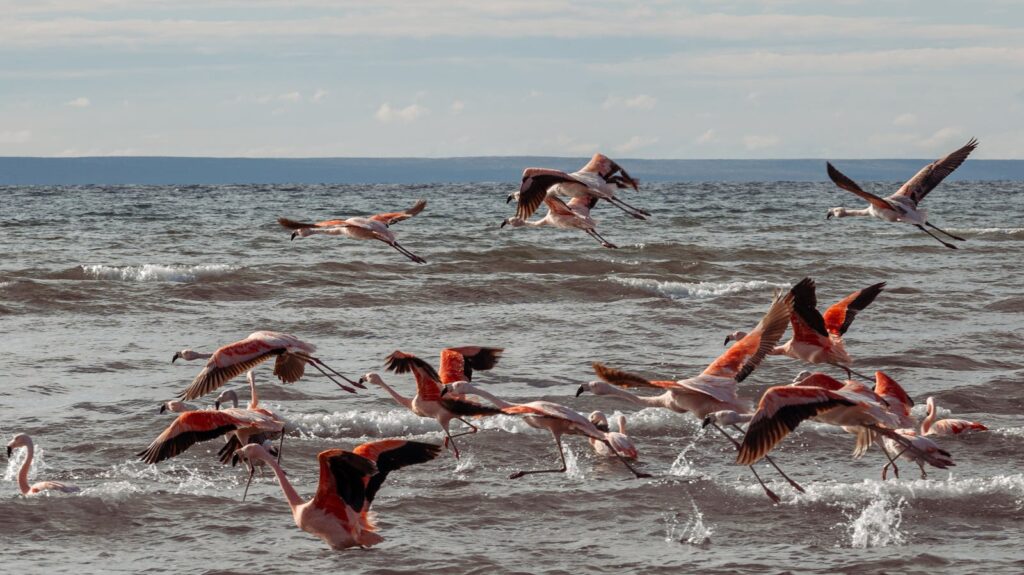 Vibrant flamingos gracefully take flight over ocean waves, showcasing their elegance and colors.