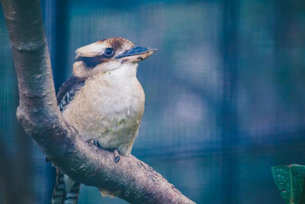 A Laughing Kookaburra perches on a thick branch.