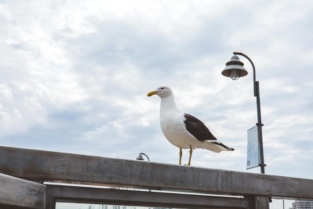 Seagull perched on a railing with streetlamp in urban setting under cloudy sky.