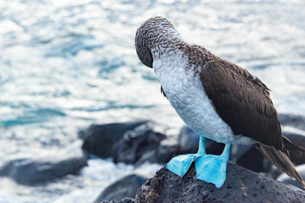 Close-up of a Blue-footed Booby perched on a rock.
