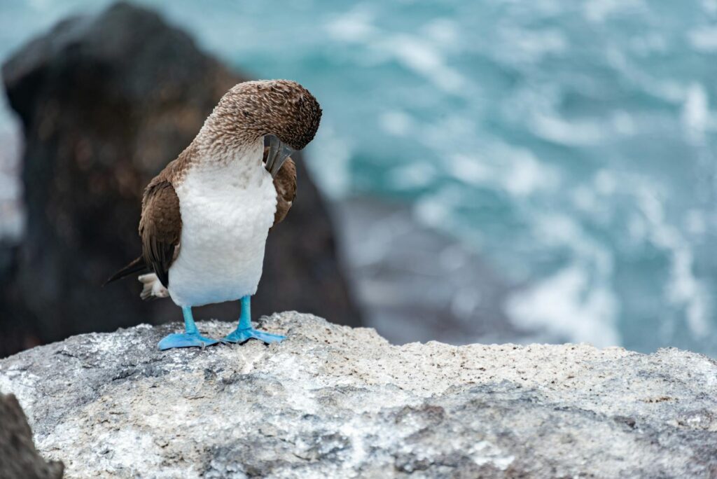 A blue-footed booby preens itself on a rocky shore by the sea, showcasing its vibrant feet.