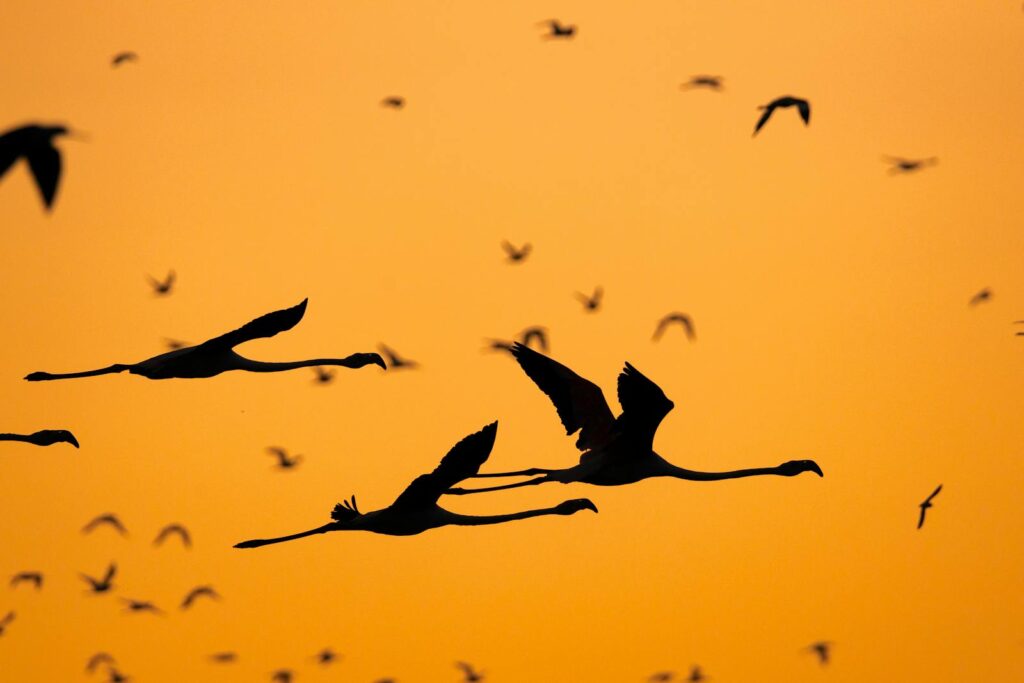 Silhouette of flying flamingos against a vibrant orange sunset sky, capturing the beauty of nature.