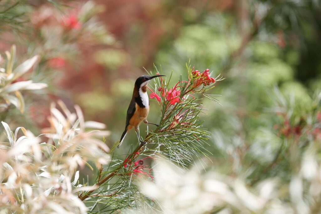 Close-up of an Eastern Spinebill perched on a flowering branch, showcasing nature's beauty.