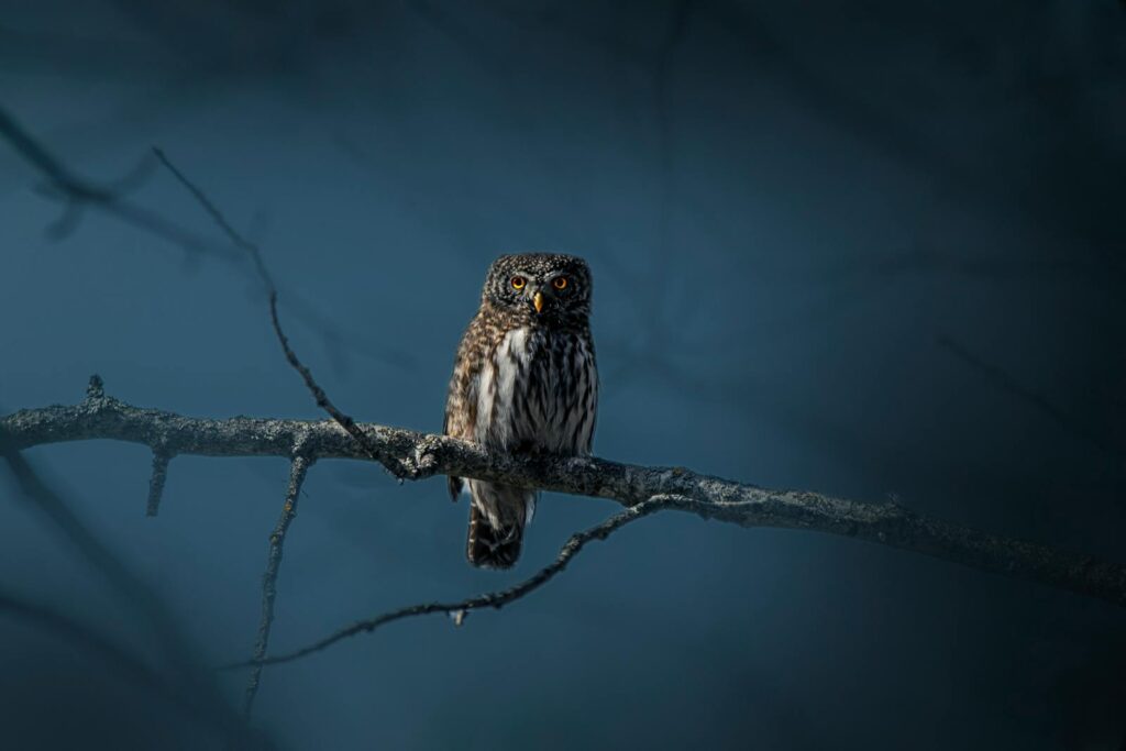 A Eurasian Pygmy Owl perched on a branch in a dark forest at night.