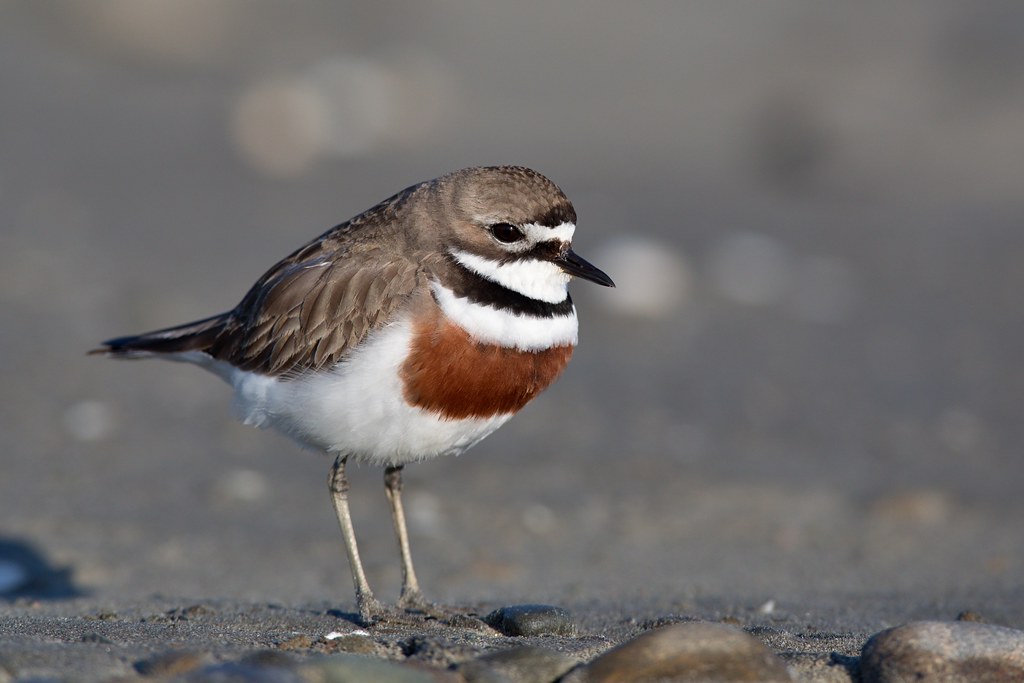 A Double-banded Plover stands on the ground.