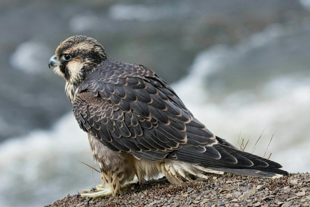 Detailed view of a peregrine falcon perched near the water, showcasing its distinct feathers.