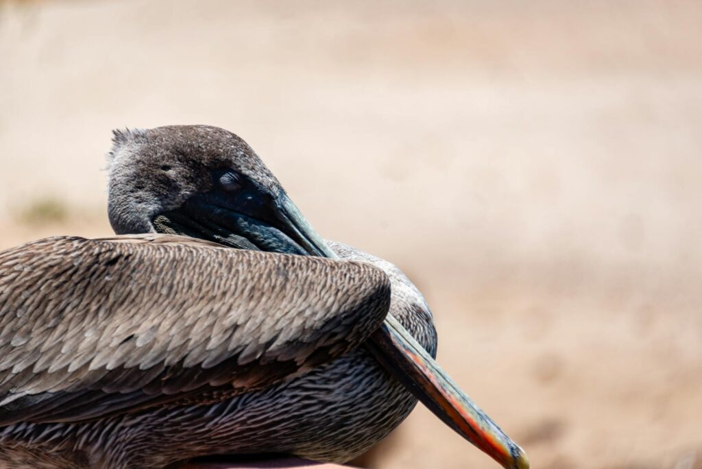 Close-up of a pelican resting, highlighting its feathers and beak in a natural setting.