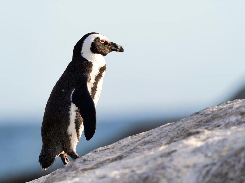 Close-up of an African penguin standing on rocks by the ocean under a clear sky.