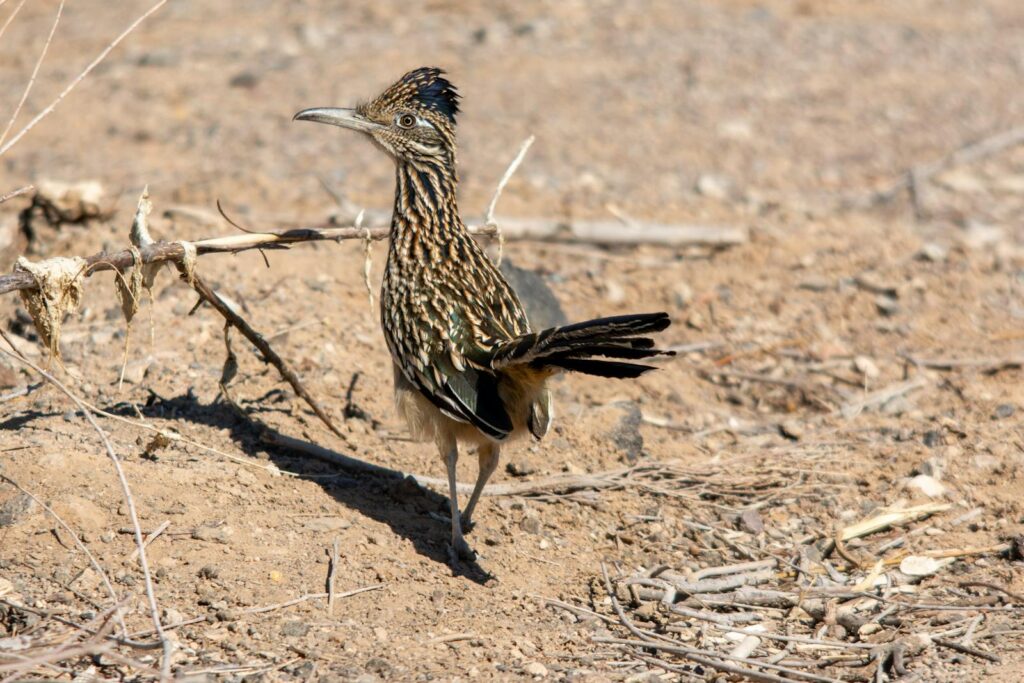 Wild greater roadrunner standing on arid ground, showcasing its striking plumage.