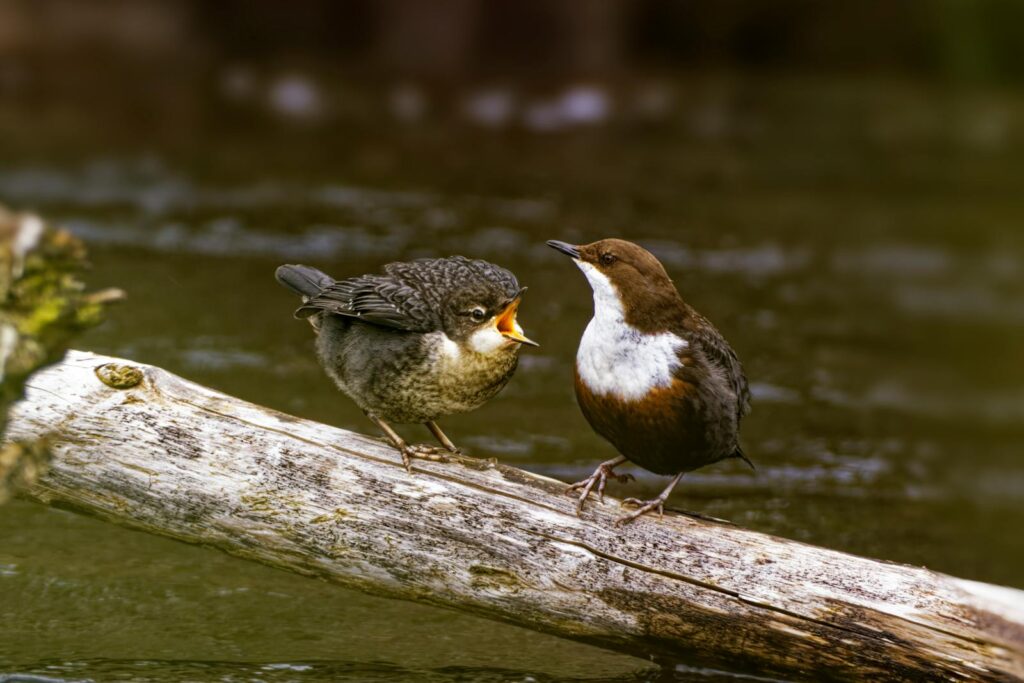 Two White-Throated Dippers perched on a log in a natural setting.