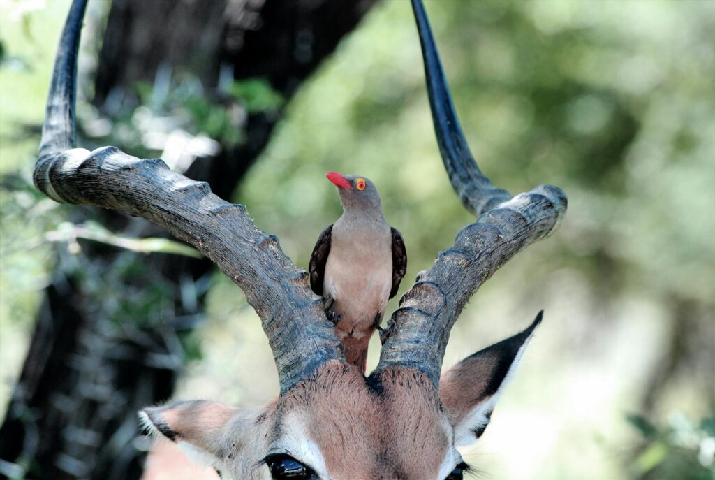 An oxpecker sits atop an antelope's horn, showcasing unique wildlife interaction outdoors.