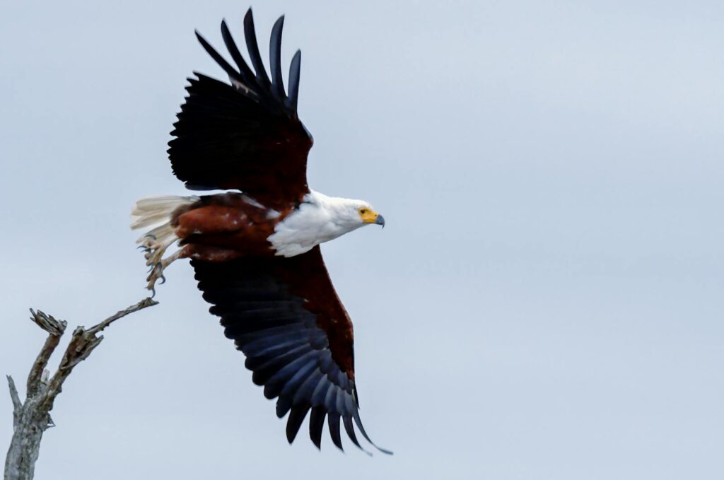 Capture of an African Fish Eagle soaring with wings fully spread.