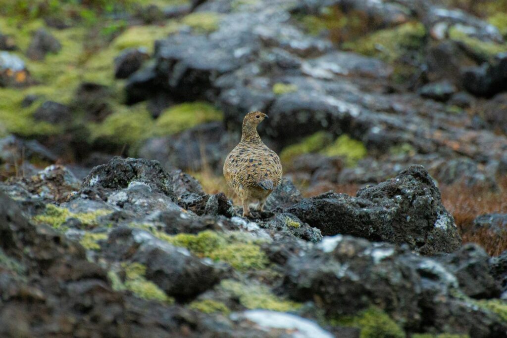 Partridge perched on moss-covered rocks in a rugged wilderness setting.