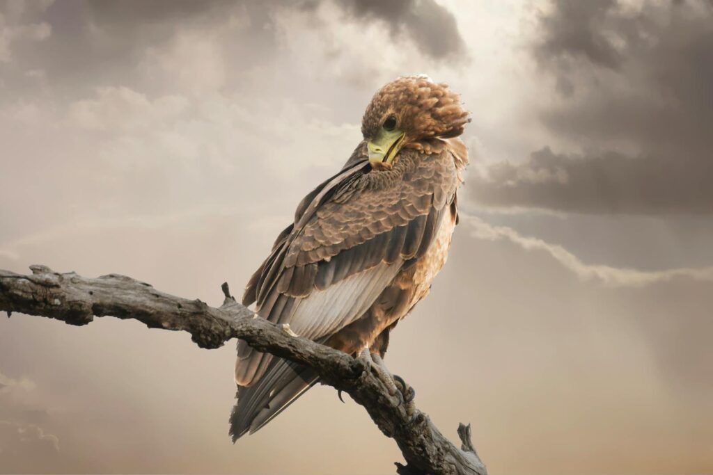 Stunning eagle perched with dramatic sky in the background, symbolizing strength and freedom.
