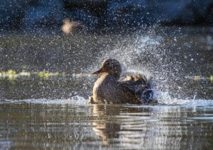 A duck creating splashes as it swims in a sunlit lake, capturing motion and light reflections.