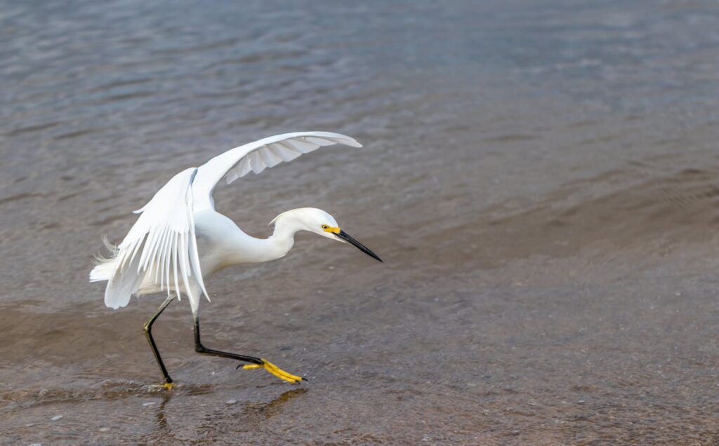 A snowy egret takes a graceful step along the seashore, showcasing its elegant white plumage.