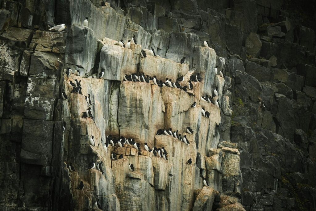 A colony of seabirds nesting on a rugged coastal cliff, showcasing wildlife in nature.