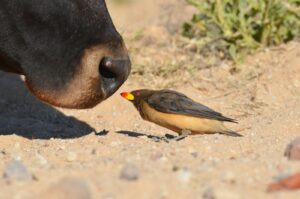 Close-up of a Red-Billed Oxpecker interacting with an ox in Namibia's Kunene Region.