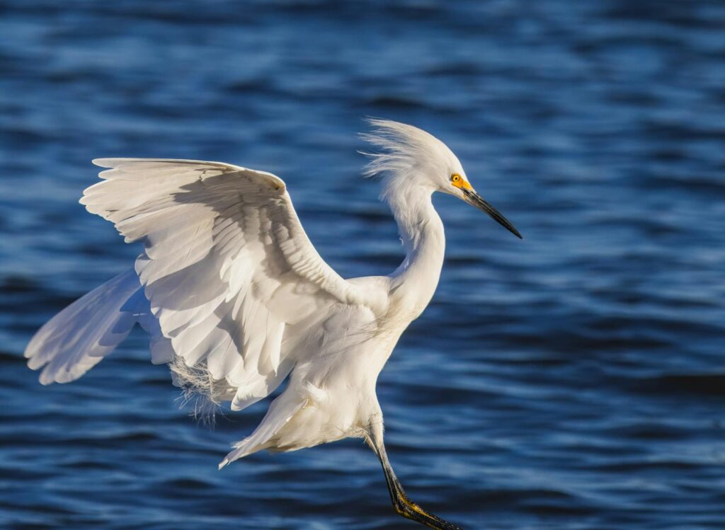 A majestic snowy egret gracefully wading in serene waters with open wings.