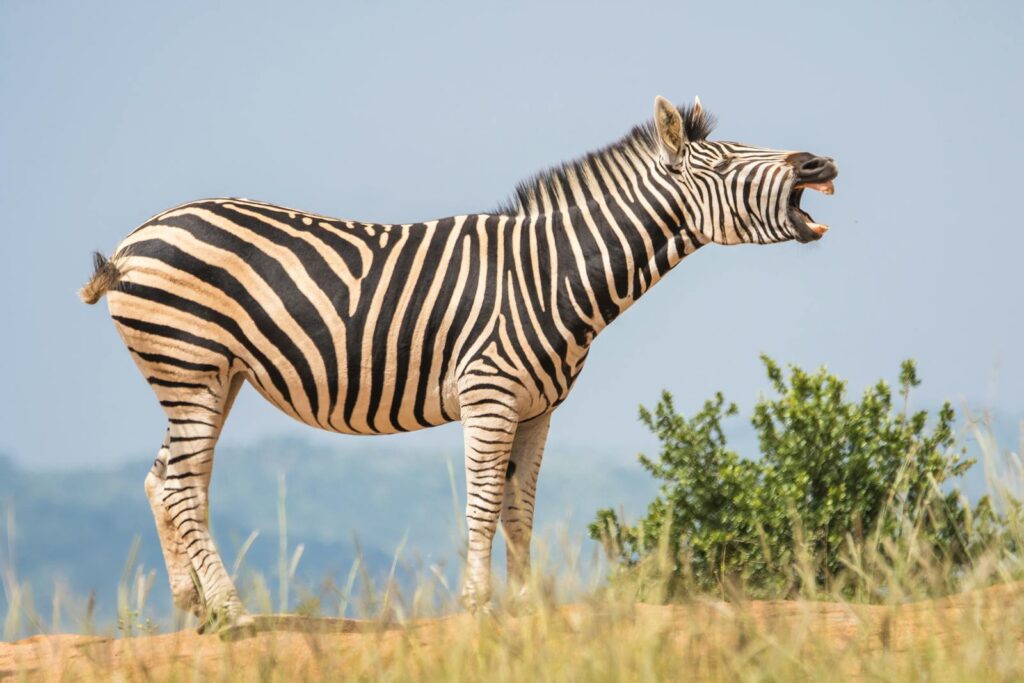 A zebra yawning in a grassland environment, showcasing its striking stripes.