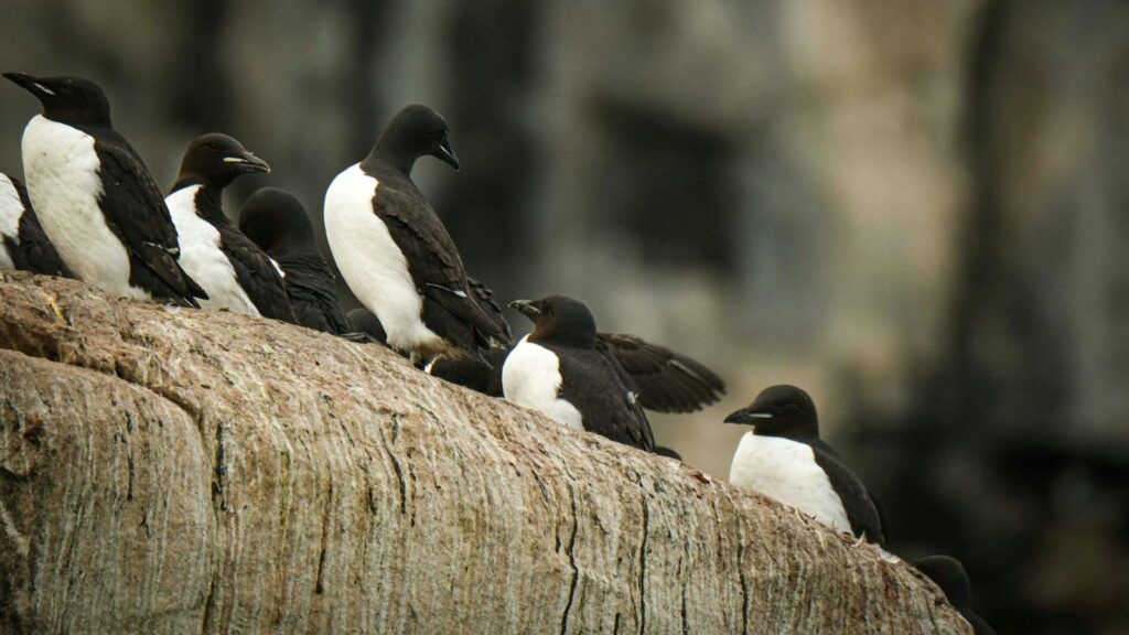 Group of common murres resting on a rugged rock surface in a natural setting.