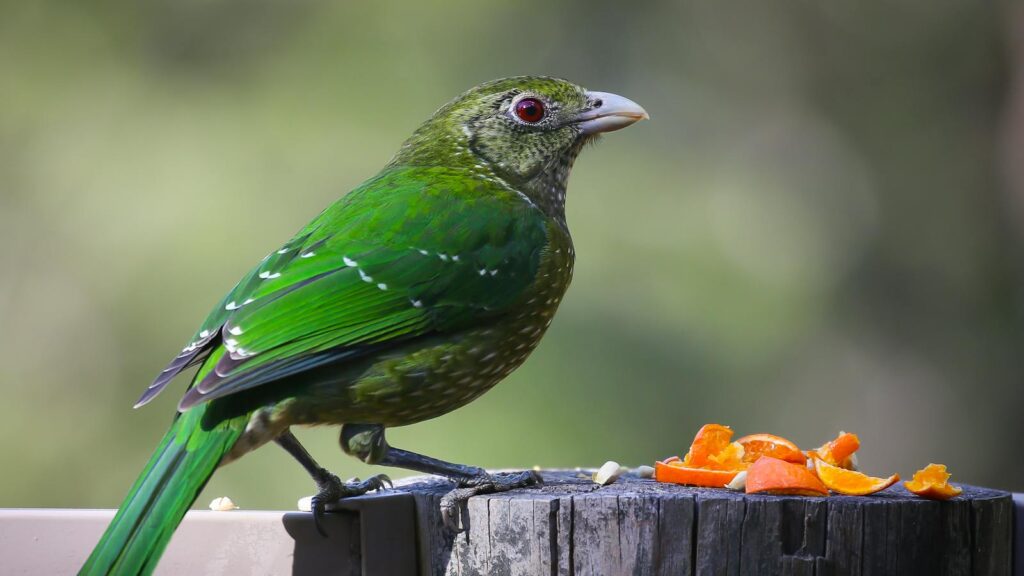 A bird perched on a log, enjoying bright orange fruit outdoors.