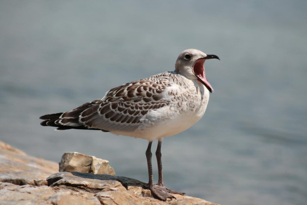 A young Audouin's gull stands on rocks with its beak wide open.