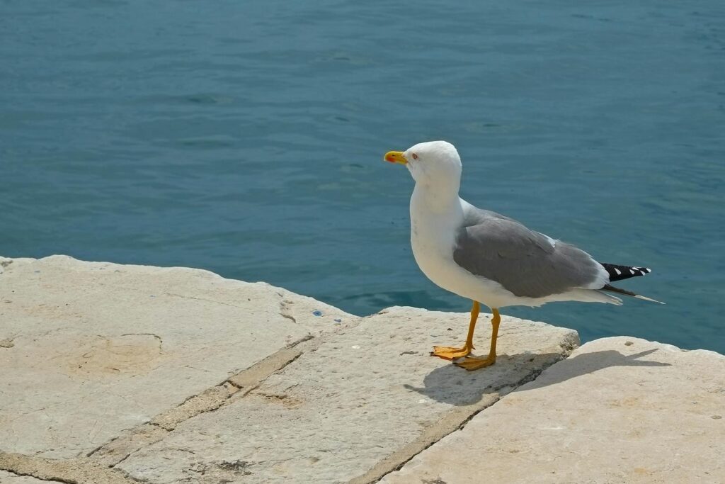 A seagull standing on a concrete pier by the calm blue sea, showcasing wildlife in nature.