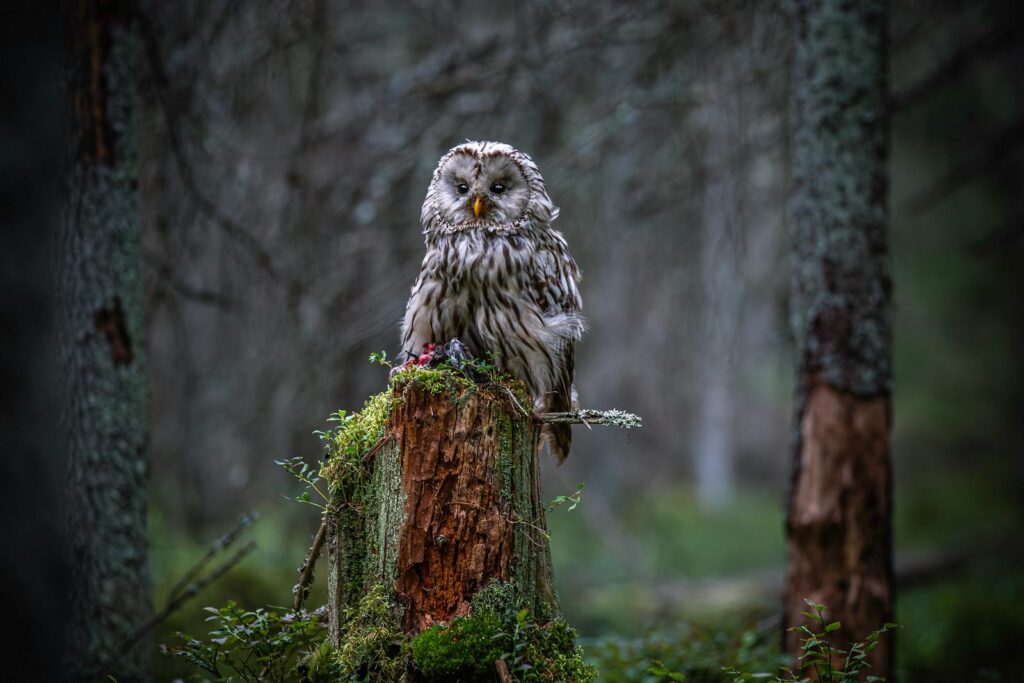 A Ural owl sits majestically on a moss-covered tree stump in a misty, woodland setting.