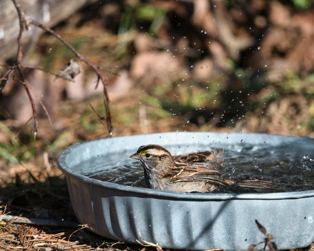 A playful sparrow splashing in a garden water dish, capturing wildlife moments.