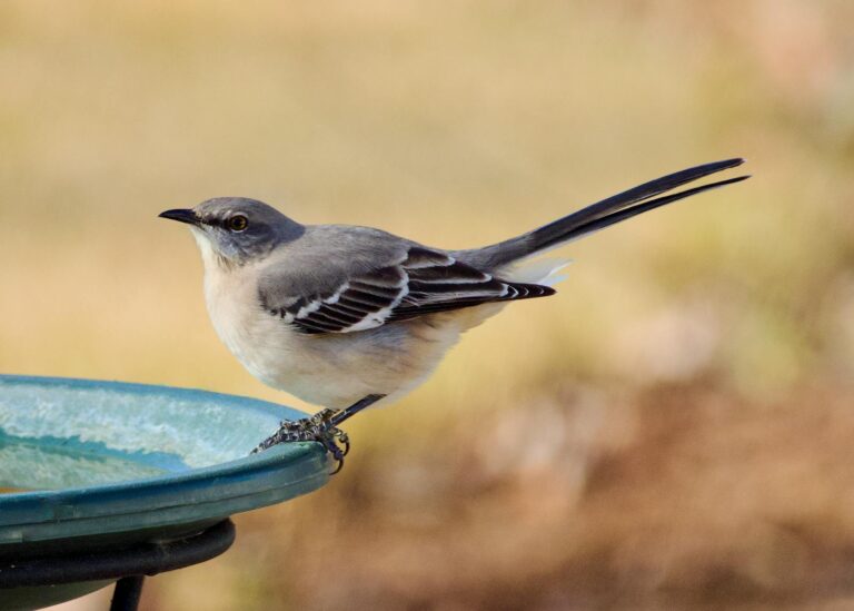 A Northern Mockingbird perches on a birdbath, showcasing its elegant plumage.