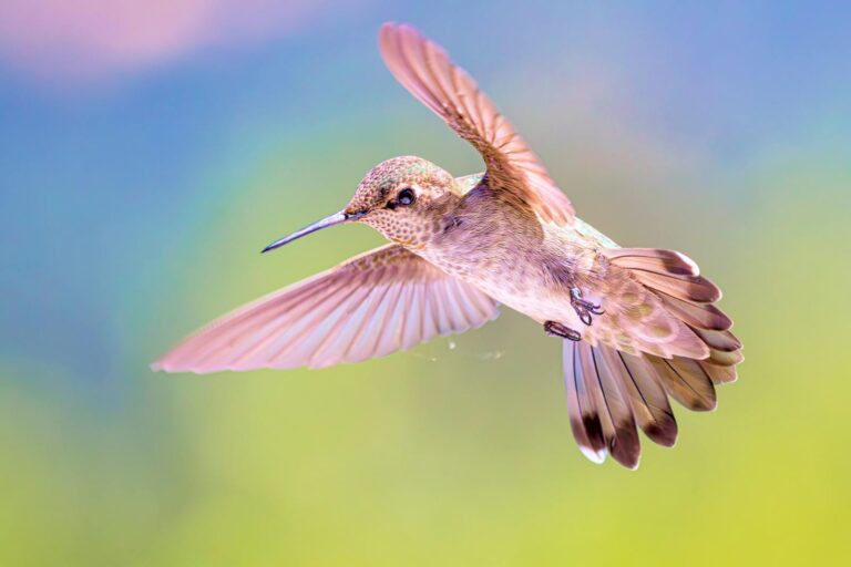 Close-up of a hummingbird in flight with vibrant colors, captured in San Francisco.