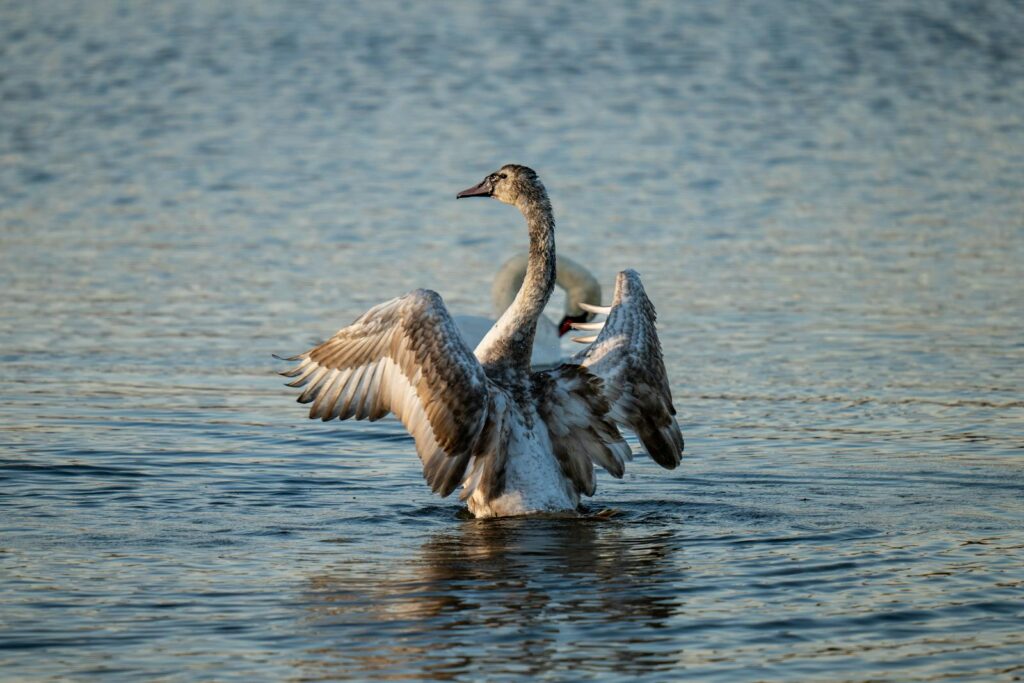A young mute swan with greyish plumage stretches its wings in the water.