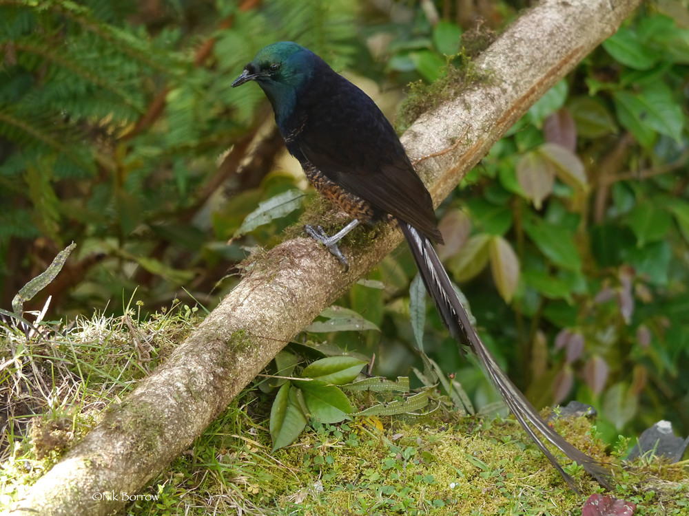 A male Arfak astrapia with iridescent blue-green plumage perches on a mossy branch.