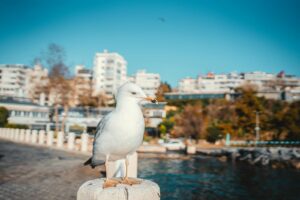 A seagull perched on a waterfront with city buildings in the background.