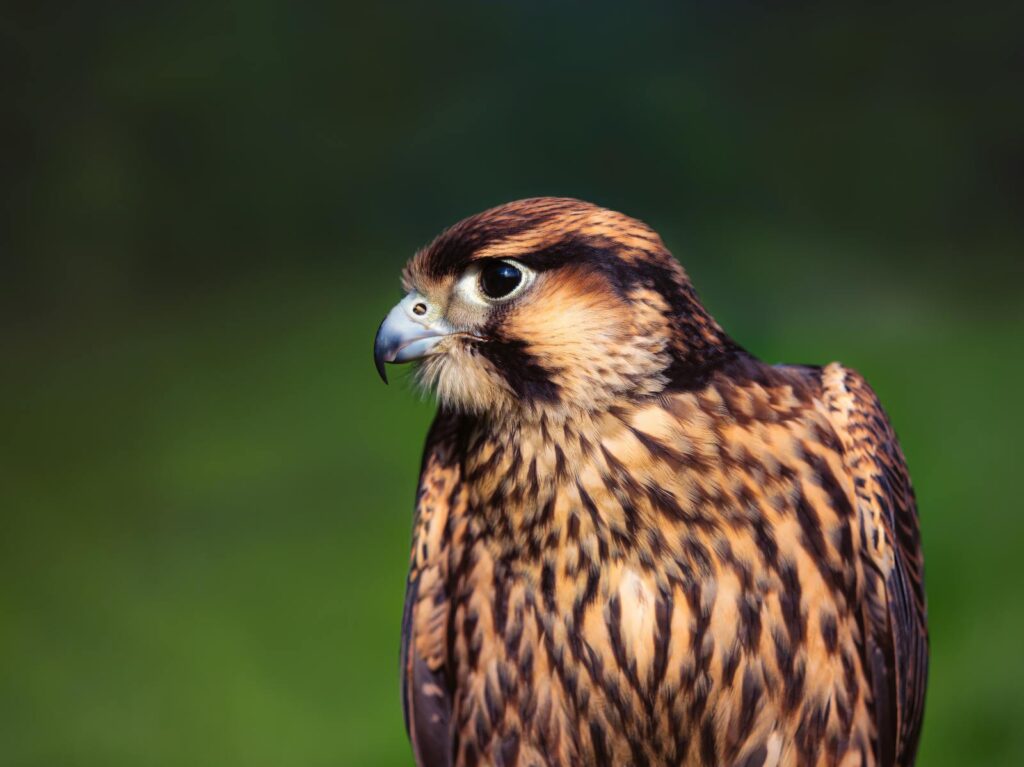 Peregrine Falcon portrait showcasing its striking plumage, set against a blurred green background.