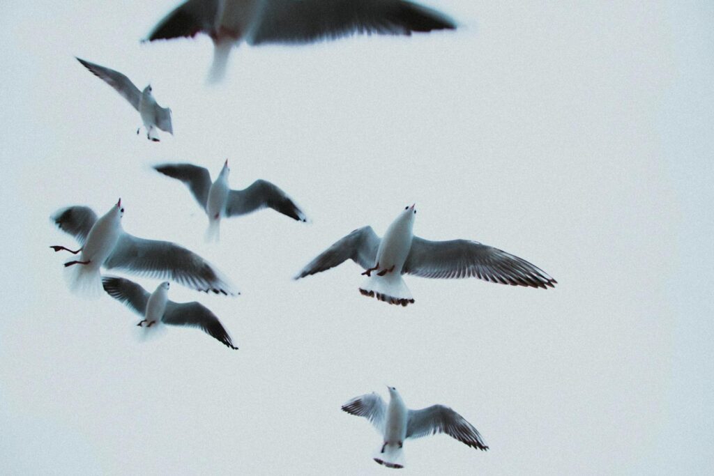 A flock of seagulls flying gracefully in a bright open sky, showcasing natural beauty.