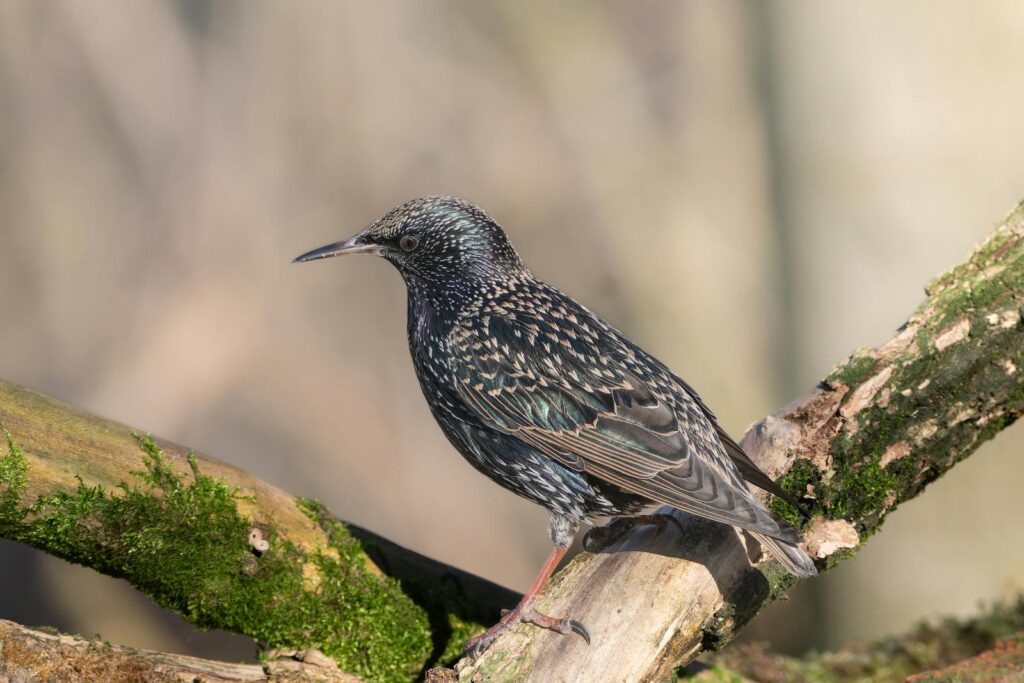 Close-up of a European starling on a mossy branch in natural habitat.