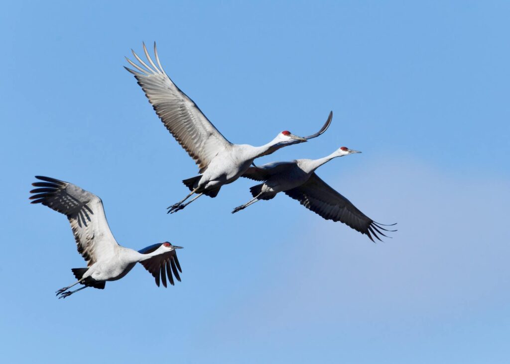 Three Sandhill cranes elegantly flying against a clear blue sky.