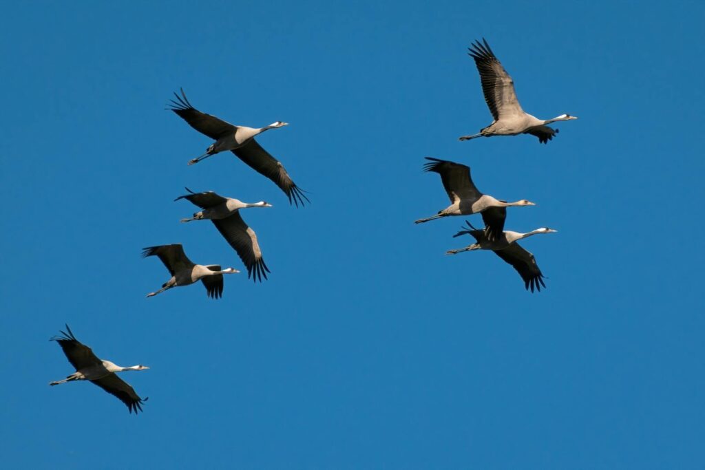 A flock of grey herons soaring in the sky, capturing the essence of migrating birds.